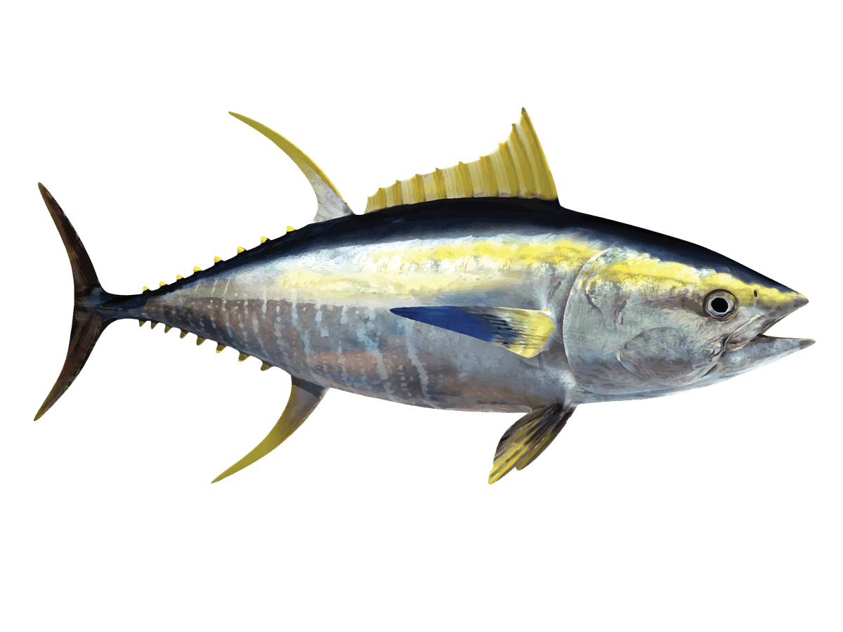 Yellowfin Tuna